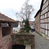 Sterzbach Birke