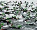 Schwimmer beim Ironman-Start auf dem Waldsee